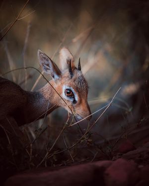 Image post by @discovery on Instagram