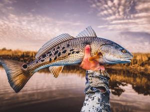 Image post by @toadfishoutfitters on Instagram