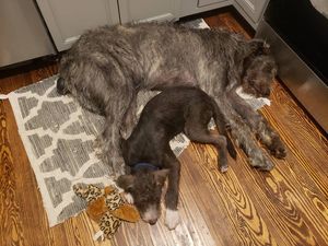 Image post by @thesavannahwolfhound on Instagram