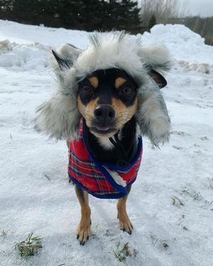 Image post by @pickles_houdini on Instagram