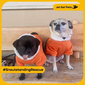Image post by @jetsetpets on Instagram