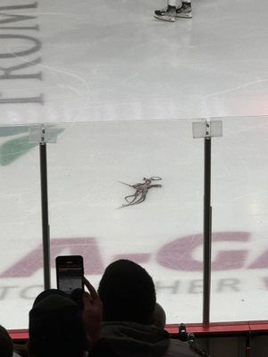 Image post by @ToledoWalleye on Twitter/X