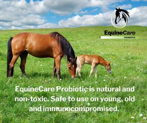Image post by @equinecareprobiotic on Instagram