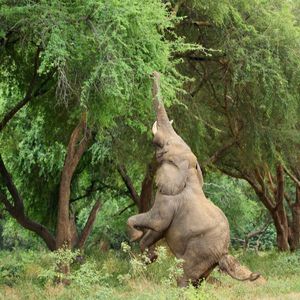 Image post by @chiawasafaris on Instagram