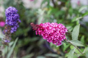 Image post by @rogersgardens on Instagram