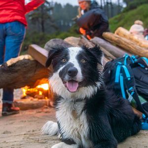 Image post by @triumphpetfood on Instagram