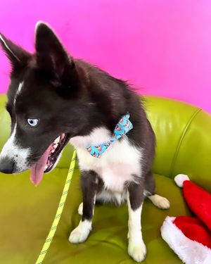 Image post by @tux_the_blue_pomsky on Instagram