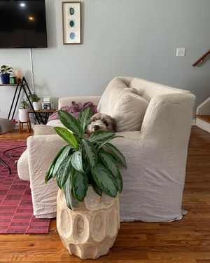Image post by @floofy.coopy.doodle on Instagram