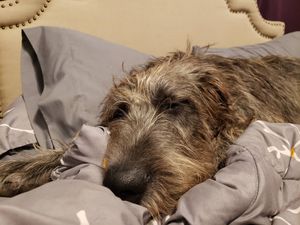 Image post by @thesavannahwolfhound on Instagram