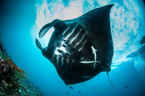 Image post by @discovery on Instagram