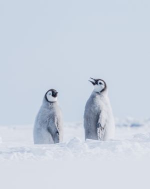 Image post by @white.desert.antarctica on Instagram