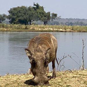 Image post by @chiawasafaris on Instagram