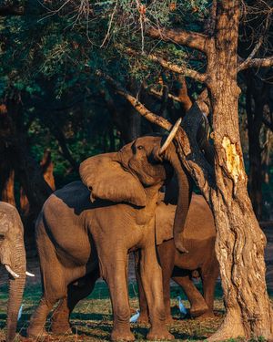 Image post by @chiawasafaris on Instagram