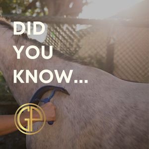 Image post by @gundyparkequine on Instagram