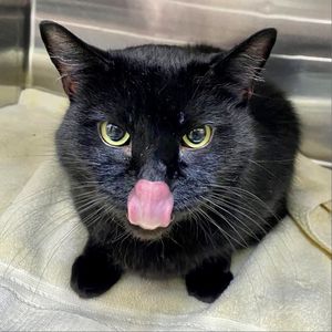 Image post by @spokhumanesoc on Instagram