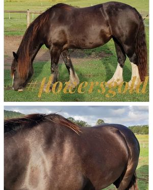 Image post by @equine_passion_online on Instagram