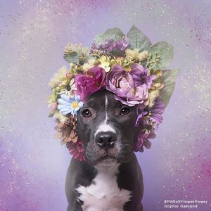 Image post by @animalplanet on Instagram