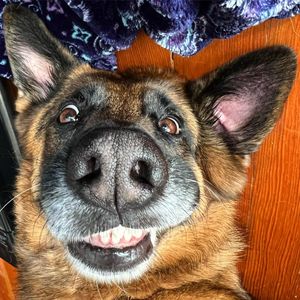 Image post by @evolvepetfood on Instagram