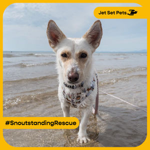 Image post by @jetsetpets on Instagram