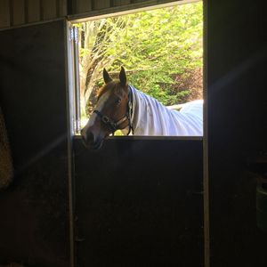 Image post by @snaffle_it on Instagram