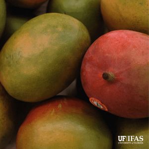 Image post by @UFIFASNews on Facebook
