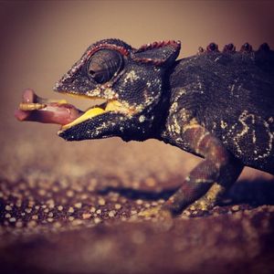 Image post by @discovery on Instagram
