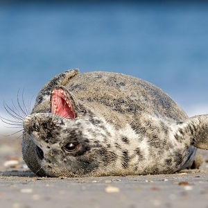 Image post by @animalplanet on Instagram
