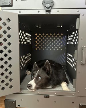 Image post by @tux_the_blue_pomsky on Instagram