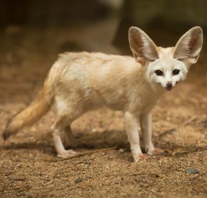 Image post by @animalplanet on Instagram