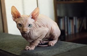 Image post by @animalplanet on Instagram