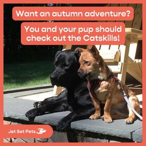 Image post by @jetsetpets on Instagram