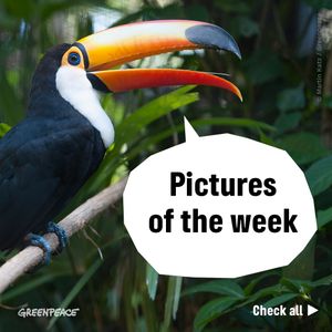 Image post by @greenpeace on Instagram