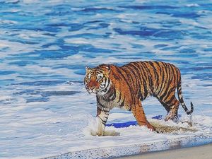 Image post by @lsubeachvb on Instagram