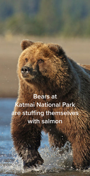 Image post by @discovery on TikTok