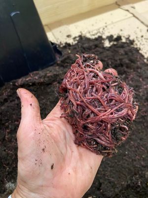 Image post by @GreenhillWormFarm on Facebook