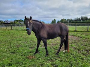 Image post by @NZHorseAmbulanceTrust on Facebook