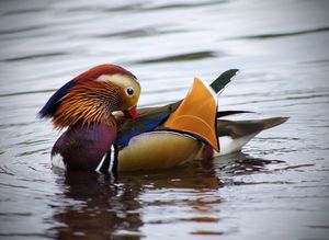 Image post by @AnimalPlanet on Twitter/X