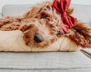 Image post by @evolvepetfood on Instagram