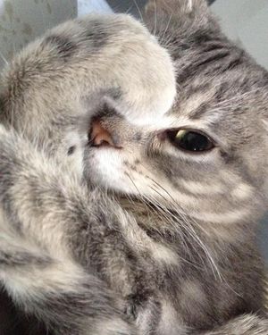 Image post by @animalplanet on Instagram