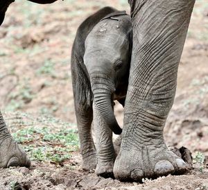 Image post by @chiawasafaris on Instagram