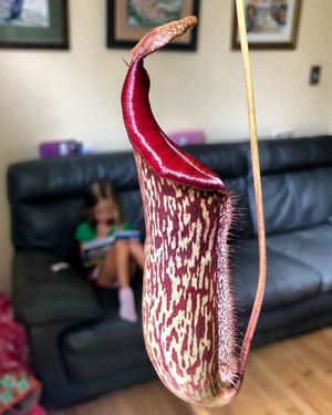 Image post by @kidsgardening on Instagram