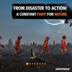 Image post by @greenpeace on Instagram