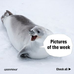 Image post by @greenpeace on Instagram