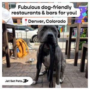 Image post by @jetsetpets on Instagram