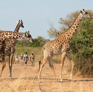 Image post by @chiawasafaris on Instagram