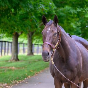 Image post by @thebloodhorse on Instagram