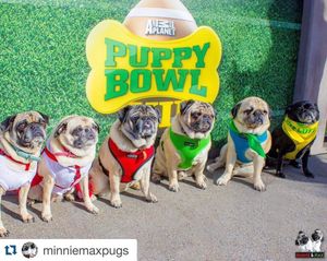 Image post by @animalplanet on Instagram