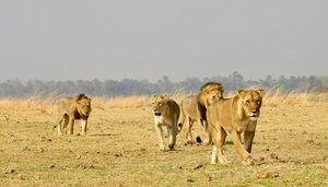 Image post by @chiawasafaris on Instagram