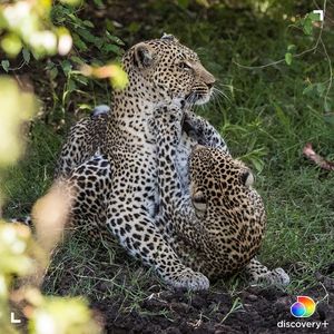 Image post by @animalplanet on Instagram