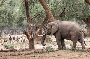 Image post by @chiawasafaris on Instagram